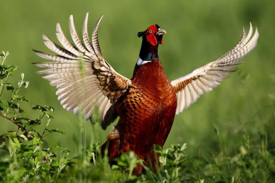 BurksQuailRun.com - Chinese Ringneck Pheasant for Sale